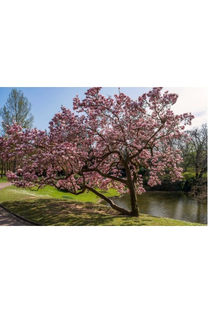 Магнолія Ломбарді Роуз в саду